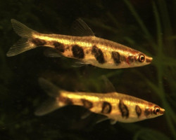 Nannostomus Espei M