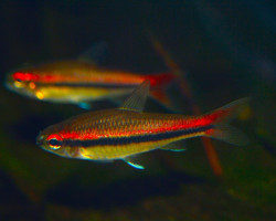 Neolebias Trewavasae L