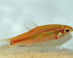 Neolebias Ansorgii M