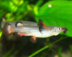 Nomorhamphus Liemi Xl