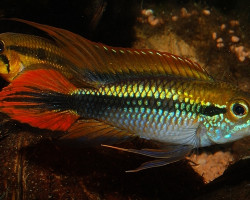 Apistogramma Agassizii Double Red Xl