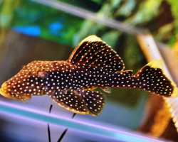 L081 Baryancistrus Sp. S/M