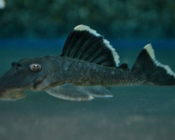 L047 Baryancistrus Chrysolomus S