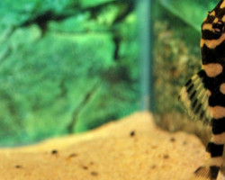 L168 Dekeyseria Brachyura M/L