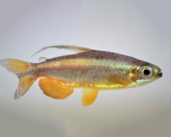 Phenacogrammus Sp. Super Ringo M""