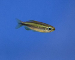 Micralestes Sp. Lukeni M