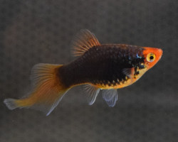 Platy Coral Black Pintail S/M