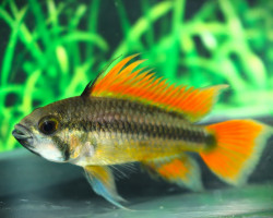 Apistogramma Cacatuoides Orange S/M