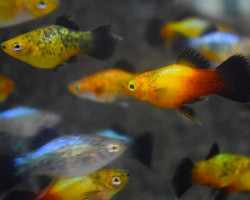 Platy  Wagtail Mix M