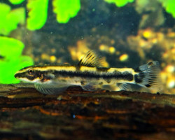Yaoshania Pachychilus "Type Ll" M