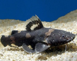 Pseudohemiodon Raninus Raninus S