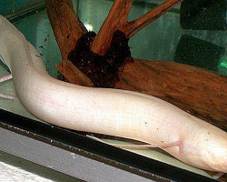 Protopterus Dolloi Albino 50Cm