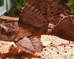 Pterygoplichthys Sp. Crocodile M