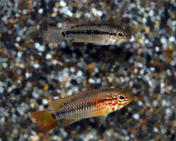Apistogramma Macmasteri Red Mask M/L