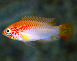 Apistogramma Viejita Gold/Red M