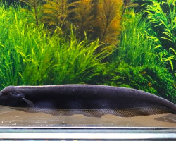 Sternarchorhynchus Oxyrhynchus Xl