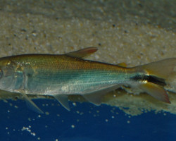 Salminus Brasiliensis M 10-15 Cm