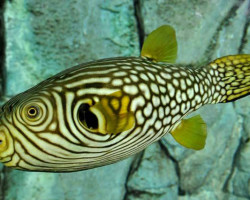 Arothron Reticularis M