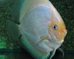 Discus White Diamond M
