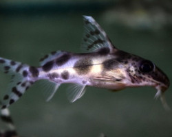 Synodontis Decorus M