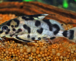 Synodontis Multipunctatus  S