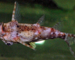 Synodontis Contracta M