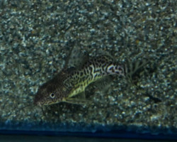 Synodontis Victoriae L