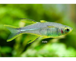 Telmatherina Ladigesi L