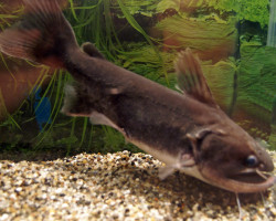 Asterophysus Batrachus S