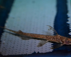 Trachyglanis Cf Sanghensis L