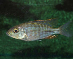 Hapl./Dimidiochromis Compressiceps S