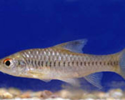 Barbus Trispilomimus M