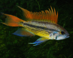 Apist. Cacatuoides Orange Only Males M