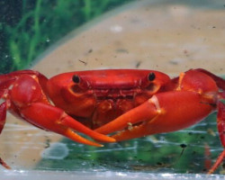 Gubernatoriana Marleshwarensis M