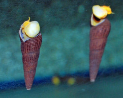 Tylomelania Sp. Orange M