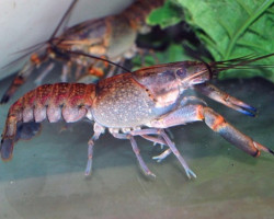 Cherax Quadricarinatus M/L