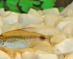 Bathyaethiops Breuseghemi M