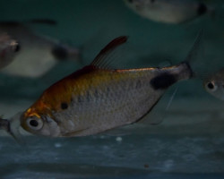 Bathyaethiops Greeni M