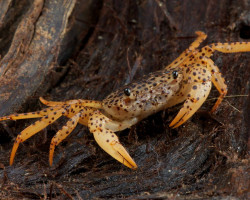 Parathelphusa Pantherina S