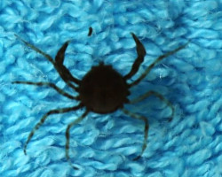 Neorhychoplax Prima M