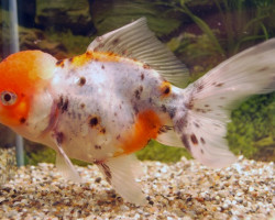 Car. Aur. Calico Oranda  5/6