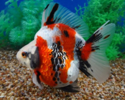 Car. Aur. Calico Shorttail Ryukin 7/8