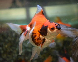 Car. Aur. Tricolour Ryukin 8/10