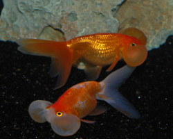 Car. Aur. Bubble Eye Mix 5/6