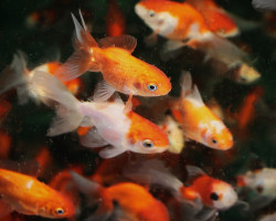 Car. Aur. Mix Europe 8/10