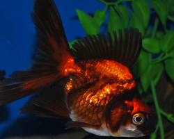 Car. Aur. Ryukin Red/Black 12/14