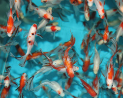 Car. Auratus Sakura Bristol 4/7