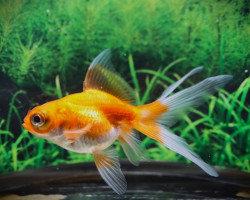 Car. Aur. Telescope Red/White 5/6