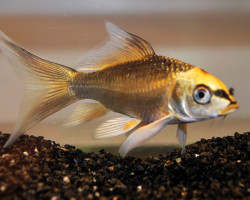 Cyp. Carpio Koi Ghost Butterfly 12/16