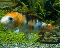 Cyp. Carpio Koi Europe 10/12